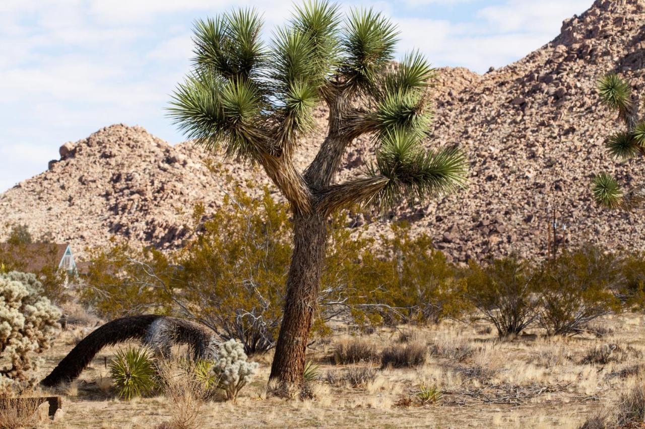 @ Marbella Lane - 10 Acres Oasis Desert Retreat! Joshua Tree Esterno foto